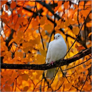 56224695317439051lcxpduzzc